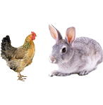 適合鴿子、禽類